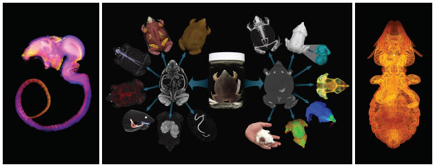 Examples of 3D scanned specimens