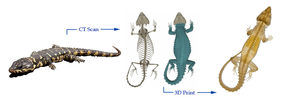 Photo of a lizard, a CT-Scan image of lizard, a photo of a 3D printed lizard from CT-Scan