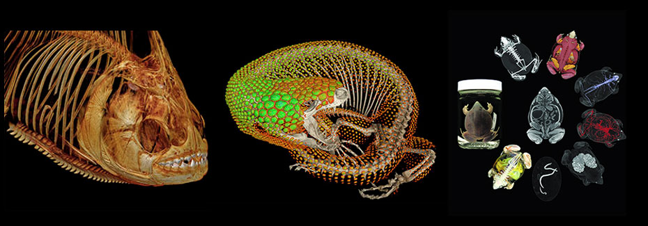 CT scans of a pirañha, a Mexican beaded lizard, and an iodine-injected frog